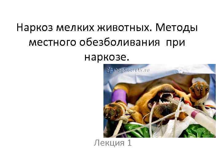 Наркоз мелких животных. Методы местного обезболивания при наркозе. Лекция 1 