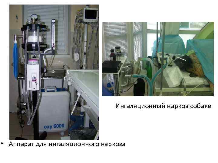  Ингаляционный наркоз собаке • Аппарат для ингаляционного наркоза 