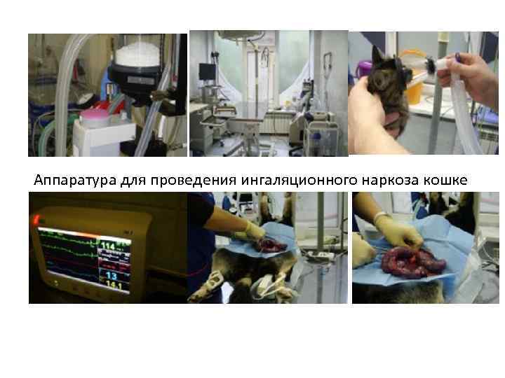 Аппаратура для проведения ингаляционного наркоза кошке 