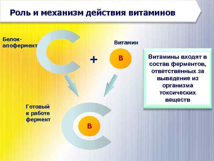 Роль и механизм действия витаминов Белокапофермент Витамин + Готовый к работе фермент В В