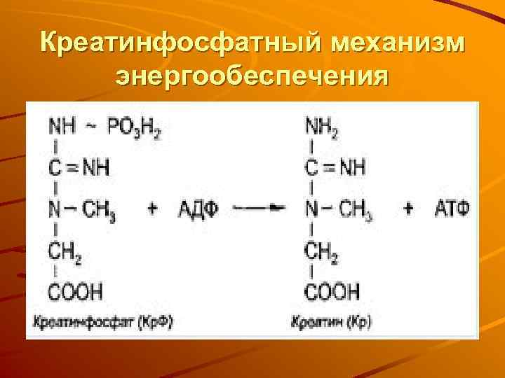 Креатинфосфатный механизм энергообеспечения 