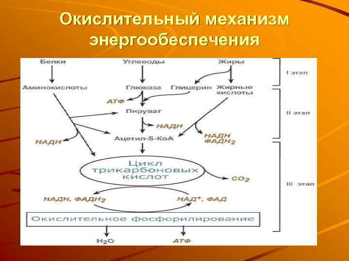 Окислительный механизм энергообеспечения 