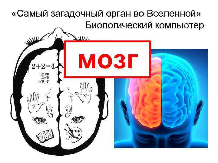  «Самый загадочный орган во Вселенной» Биологический компьютер мозг 