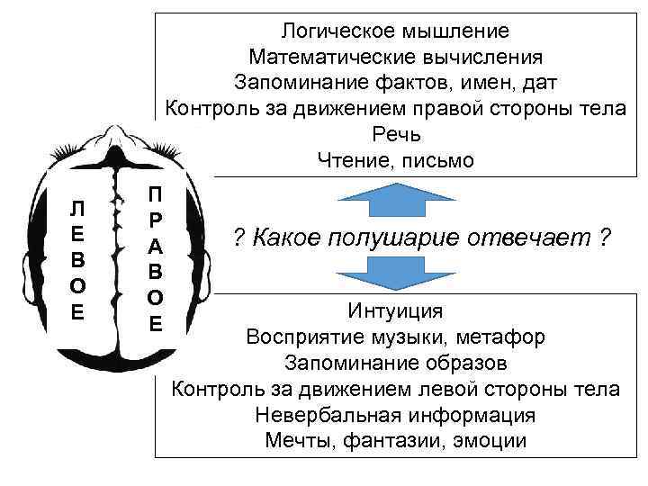 Логическое мышление Математические вычисления Запоминание фактов, имен, дат Контроль за движением правой стороны тела