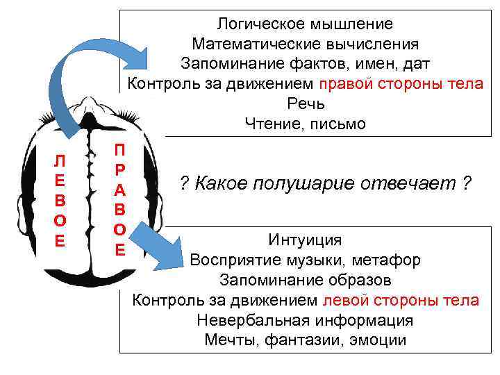 Логическое мышление Математические вычисления Запоминание фактов, имен, дат Контроль за движением правой стороны тела