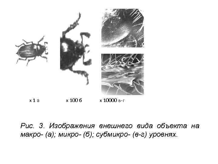 х1 а х 100 б х 10000 в-г Рис. 3. Изображения внешнего вида объекта