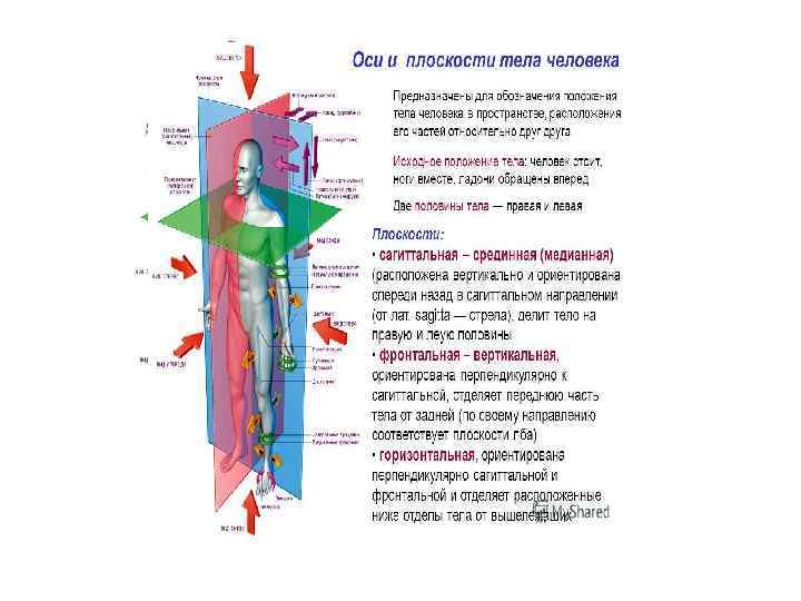 ОСИ И ПЛОСКОСТИ ТЕЛА ЧЕЛОВЕКА 