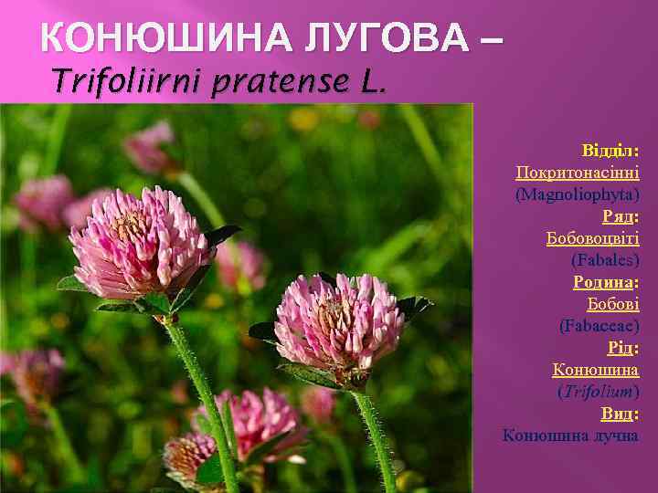 КОНЮШИНА ЛУГОВА – Trifoliirni pratense L. Відділ: Покритонасінні (Magnoliophyta) Ряд: Бобовоцвіті (Fabales) Родина: Бобові
