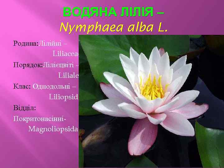 ВОДЯНА ЛІЛІЯ – Nymphaea alba L. Родина: Лілійні – Liliaceae Порядок: Лілієцвіті – Liliales