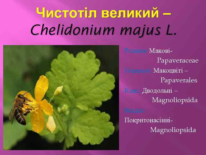 Чистотіл великий – Chelidonium majus L. Родина: МаковіPapaveraceae Порядок: Макоцвіті – Papaverales Клас: Дводольні
