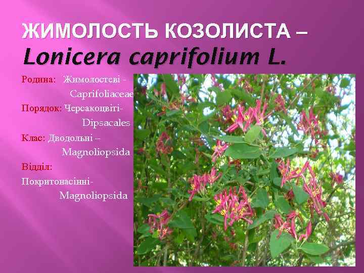 ЖИМОЛОСТЬ КОЗОЛИСТА – Lonicera caprifolium L. Родина: Жимолостеві Caprifoliaceae Порядок: ЧерсакоцвітіDipsacales Клас: Дводольні –