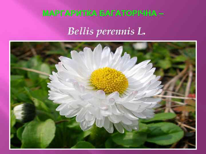 МАРГАРИТКА БАГАТОРІЧНА – Bellis perennis L. 