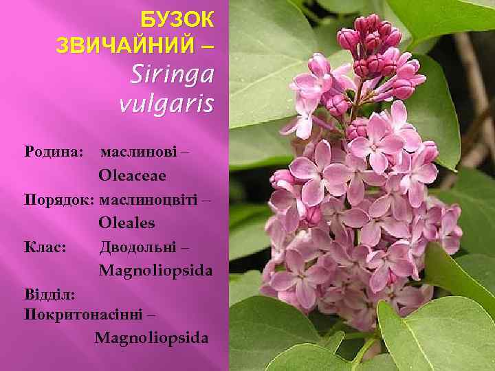 БУЗОК ЗВИЧАЙНИЙ – Siringa vulgaris Родина: маслинові – Oleaceae Порядок: маслиноцвіті – Oleales Клас: