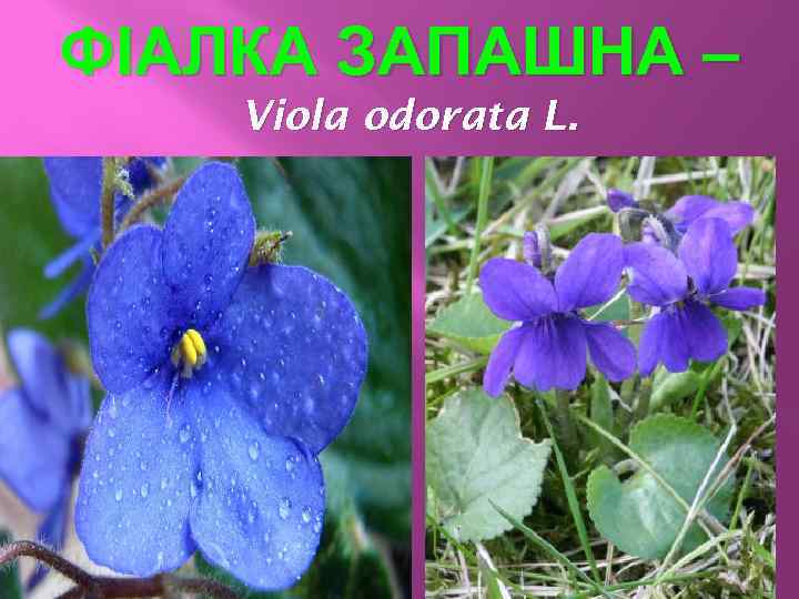 ФІАЛКА ЗАПАШНА – Viola odorata L. 