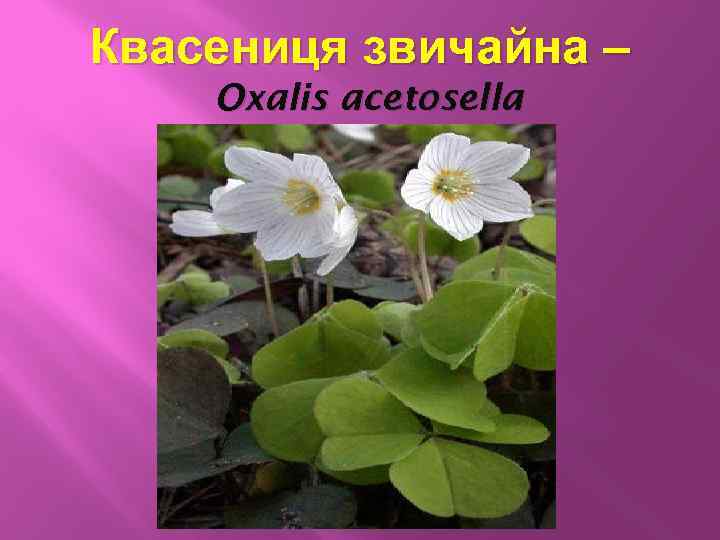 Квасениця звичайна – Oxalis acetosella 