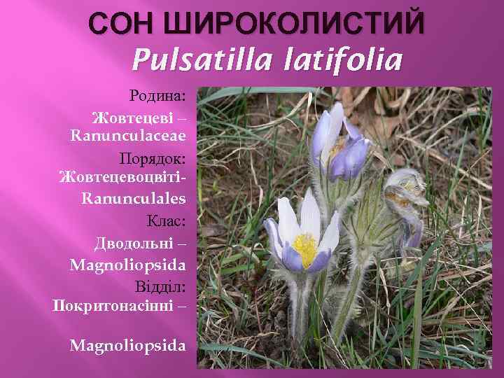 СОН ШИРОКОЛИСТИЙ Pulsatilla latifolia Родина: Жовтецеві – Ranunculaceae Порядок: ЖовтецевоцвітіRanunculales Клас: Дводольні – Magnoliopsida
