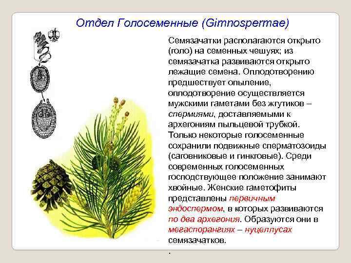 Отдел Голосеменные (Gimnospermae) Семязачатки располагаются открыто (голо) на семенных чешуях; из семязачатка развиваются открыто