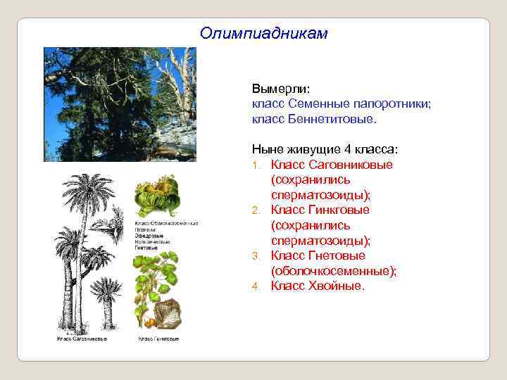 Олимпиадникам Вымерли: класс Семенные папоротники; класс Беннетитовые. Ныне живущие 4 класса: 1. Класс Саговниковые