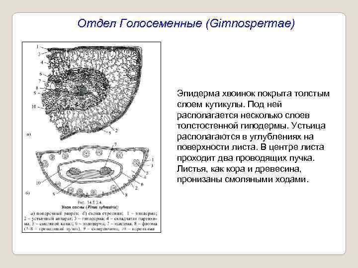 Отдел Голосеменные (Gimnospermae) Эпидерма хвоинок покрыта толстым слоем кутикулы. Под ней располагается несколько слоев