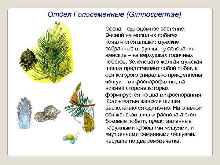 Отдел Голосеменные (Gimnospermae) Сосна – однодомное растение. Весной на молодых побегах появляются шишки: мужские,