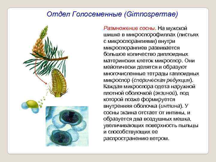 Отдел Голосеменные (Gimnospermae) Размножение сосны. На мужской шишке в микроспорофиллах (листьях с микроспорангиями) внутри