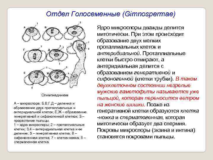 Отдел Голосеменные (Gimnospermae) Олимпиадникам А – микроспора; Б, В, Г, Д – деления и