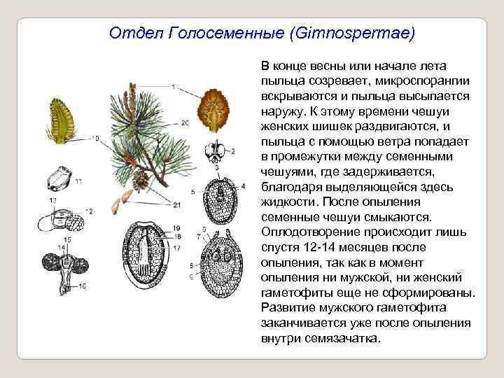 Отдел Голосеменные (Gimnospermae) В конце весны или начале лета пыльца созревает, микроспорангии вскрываются и