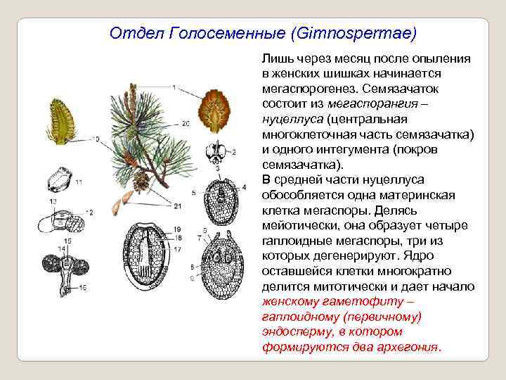 Отдел Голосеменные (Gimnospermae) Лишь через месяц после опыления в женских шишках начинается мегаспорогенез. Семязачаток