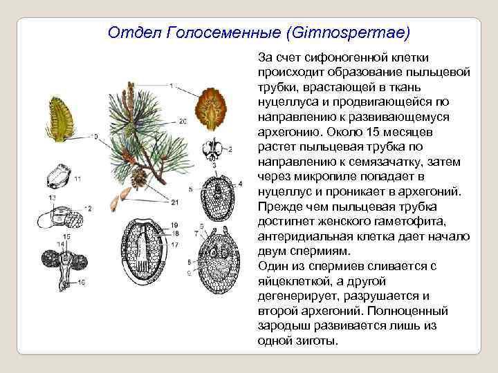 Отдел Голосеменные (Gimnospermae) За счет сифоногенной клетки происходит образование пыльцевой трубки, врастающей в ткань