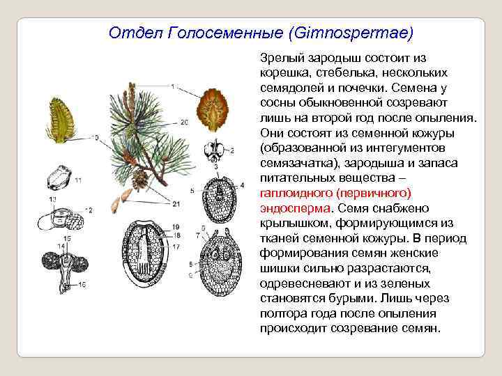 Отдел Голосеменные (Gimnospermae) Зрелый зародыш состоит из корешка, стебелька, нескольких семядолей и почечки. Семена