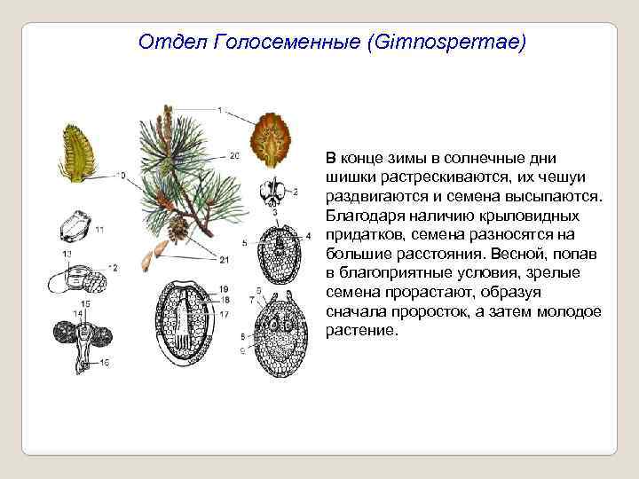 Отдел Голосеменные (Gimnospermae) В конце зимы в солнечные дни шишки растрескиваются, их чешуи раздвигаются