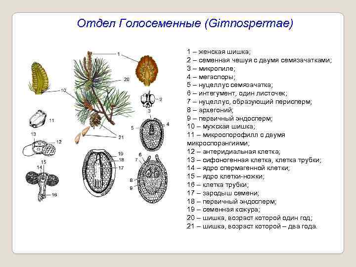 Отдел Голосеменные (Gimnospermae) 1 – женская шишка; 2 – семенная чешуя с двумя семязачатками;