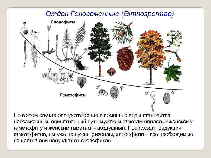 Отдел Голосеменные (Gimnospermae) Но в этом случае оплодотворение с помощью воды становится невозможным, единственный