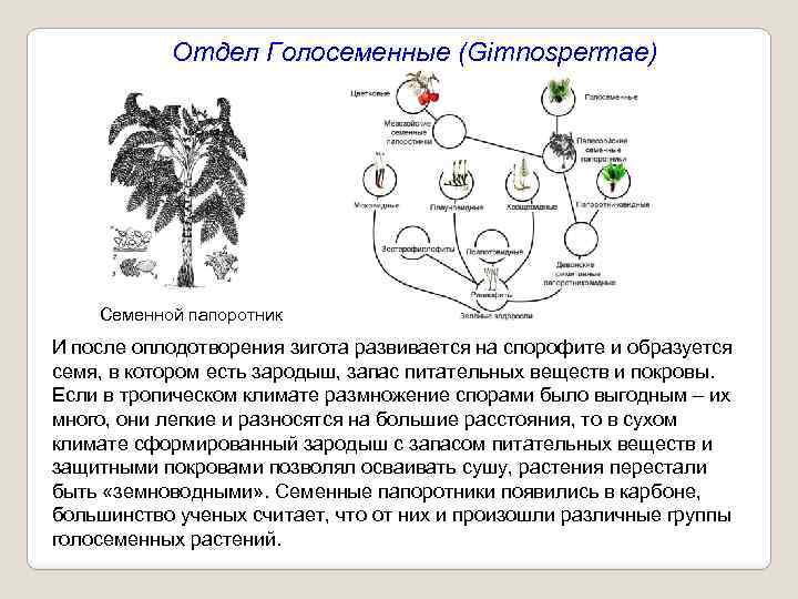 Отдел Голосеменные (Gimnospermae) Семенной папоротник И после оплодотворения зигота развивается на спорофите и образуется