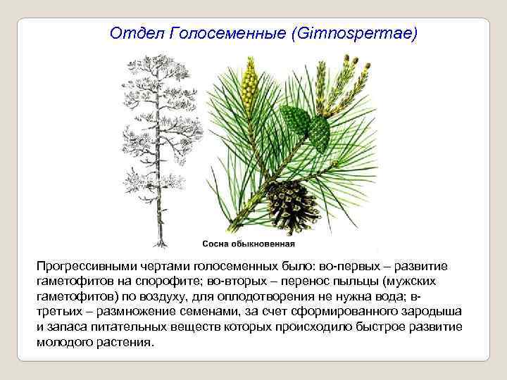 Отдел Голосеменные (Gimnospermae) Прогрессивными чертами голосеменных было: во-первых – развитие гаметофитов на спорофите; во-вторых