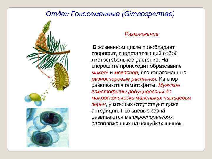 Отдел Голосеменные (Gimnospermae) Размножение. В жизненном цикле преобладает спорофит, представляющий собой листостебельное растение. На