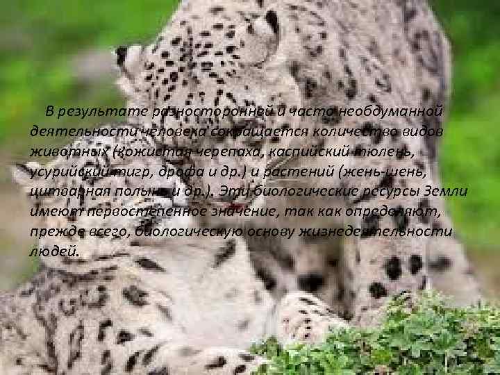 В результате разносторонней и часто необдуманной деятельности человека сокращается количество видов животных (кожистая черепаха,