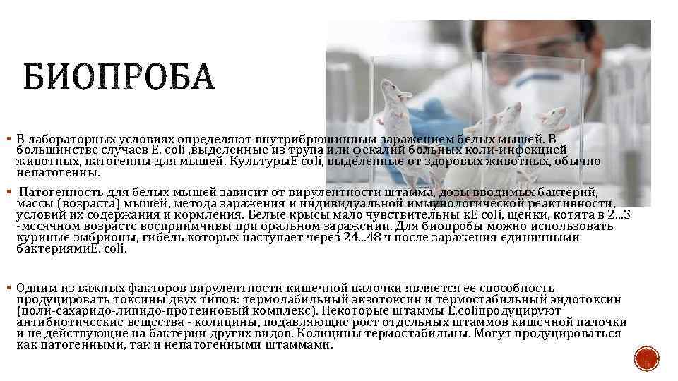 § В лабораторных условиях определяют внутрибрюшинным заражением белых мышей. В большинстве случаев Е. coli