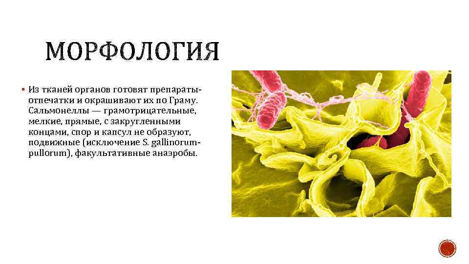 § Из тканей органов готовят препараты- отпечатки и окрашивают их по Граму. Сальмонеллы —