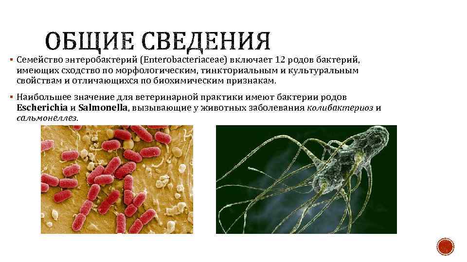 § Семейство энтеробактерий (Enterobacteriaceae) включает 12 родов бактерий, имеющих сходство по морфологическим, тинкториальным и