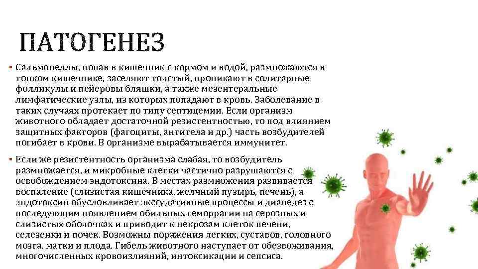 § Сальмонеллы, попав в кишечник с кормом и водой, размножаются в тонком кишечнике, заселяют