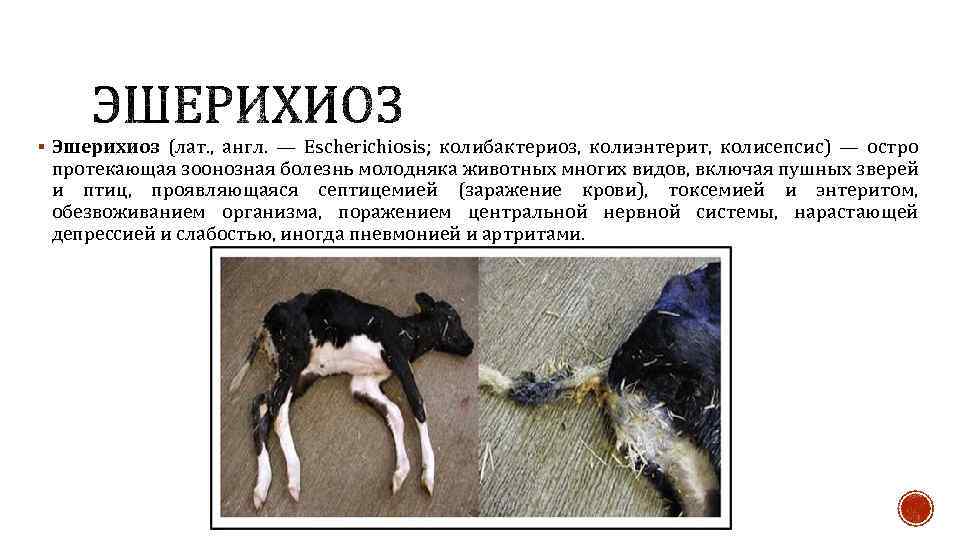 § Эшерихиоз (лат. , англ. — Escherichiosis; колибактериоз, колиэнтерит, колисепсис) — остро протекающая зоонозная