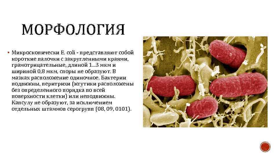 § Микроскопически Е. coli - представляют собой короткие палочки с закругленными краями, грамотрицательные, длиной