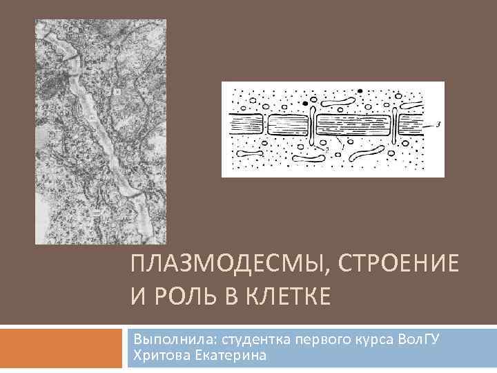 Плазмодесмы. Плазмодесма строение и функции таблица. Плазмодесма функции в клетке. Плазмодесма растительной клетки функции. Строение плазмодесмы.