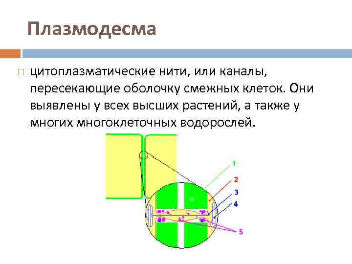 Плазмодесмы. Плазмодесма растительной клетки функции. Плазмодесмы строение и функции. Клеточная стенка растений плазмодесмы. Плазмодесма строение и функции таблица.