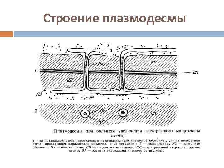 Строение плазмодесмы 