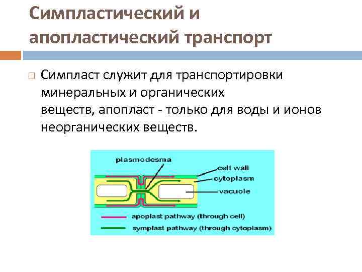 Плазмодесмы