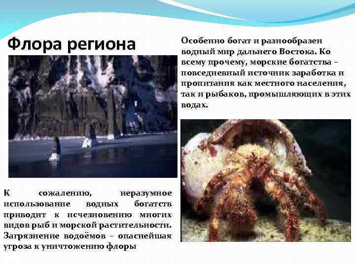 Флора региона К сожалению, неразумное использование водных богатств приводит к исчезновению многих видов рыб