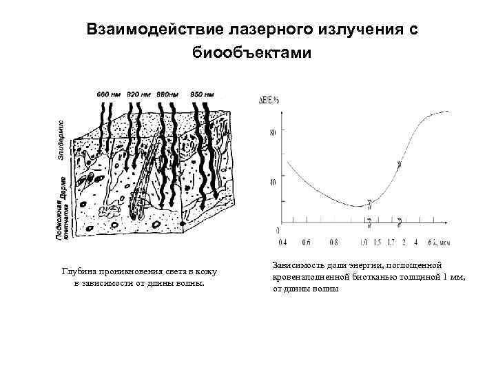 Взаимодействие лазерного излучения с биообъектами Глубина проникновения света в кожу в зависимости oт длины