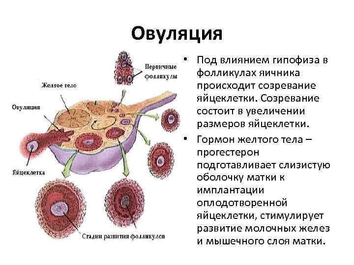 Овуляцией называется выход яйцеклетки. Фолликул половая система яйцеклетка. Процесс созревания яйцеклетки. Процессы происходящие в яичниках.